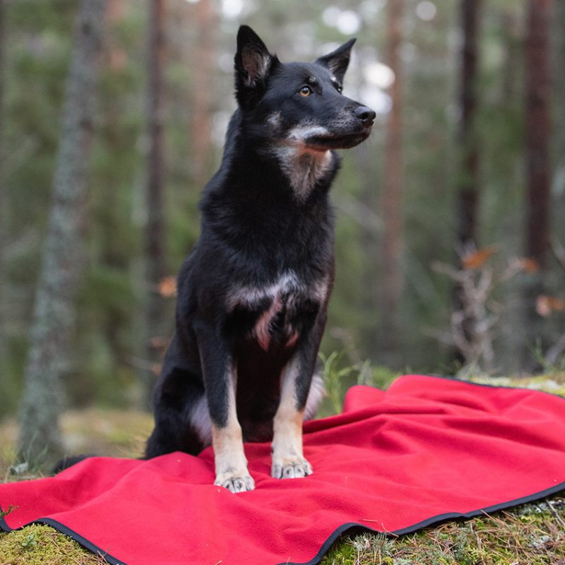 Fransi Liggunderlag för hund